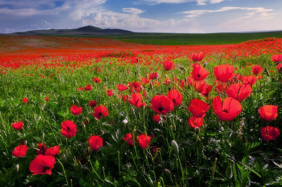 Spring in the Steppe